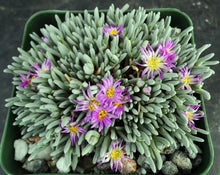 Load image into Gallery viewer, Delosperma sphalmanthoides