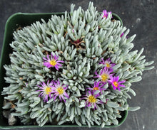 Load image into Gallery viewer, Delosperma sphalmanthoides