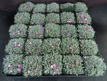 Load image into Gallery viewer, Delosperma sphalmanthoides