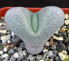 Load image into Gallery viewer, Dinteranthus microspermus v. puberulus