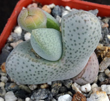 Load image into Gallery viewer, Dinteranthus microspermus v. puberulus