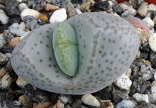 Load image into Gallery viewer, Dinteranthus microspermus v. puberulus