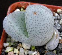 Load image into Gallery viewer, Dinteranthus microspermus v. puberulus