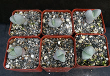 Load image into Gallery viewer, Dinteranthus microspermus v. puberulus