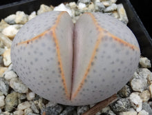 Load image into Gallery viewer, Dinteranthus wilmotianus *Purple polka dot egg plant!*