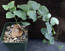 Load image into Gallery viewer, Dioscorea hemicrypta