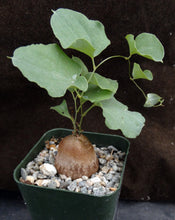 Load image into Gallery viewer, Dioscorea elephantipes