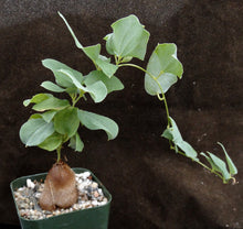 Load image into Gallery viewer, Dioscorea elephantipes