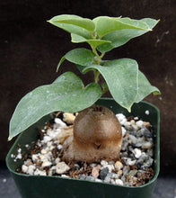 Load image into Gallery viewer, Dioscorea elephantipes