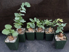 Load image into Gallery viewer, Dioscorea elephantipes