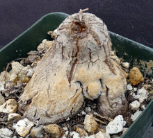 Load image into Gallery viewer, Dioscorea hemicrypta