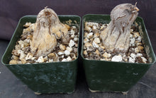 Load image into Gallery viewer, Dioscorea hemicrypta