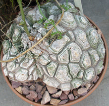 Load image into Gallery viewer, Dioscorea elephantipes