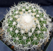 Load image into Gallery viewer, Discocactus araneispinus