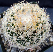 Load image into Gallery viewer, Discocactus araneispinus