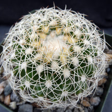 Load image into Gallery viewer, Discocactus araneispinus
