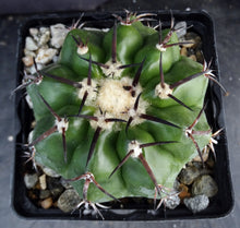 Load image into Gallery viewer, Discocactus placentiformis (crystallophilus)