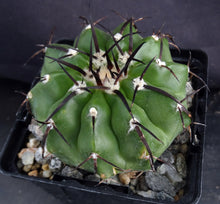 Load image into Gallery viewer, Discocactus placentiformis (crystallophilus)