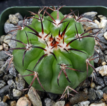 Load image into Gallery viewer, Discocactus placentiformis (crystallophilus)