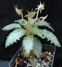 Load image into Gallery viewer, Dorstenia horwoodii