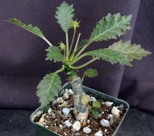 Load image into Gallery viewer, Dorstenia horwoodii