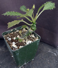 Load image into Gallery viewer, Dorstenia horwoodii