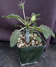 Load image into Gallery viewer, Dorstenia cf. horwoodii