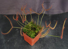 Load image into Gallery viewer, Drosera binata
