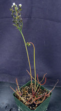 Load image into Gallery viewer, Drosera binata