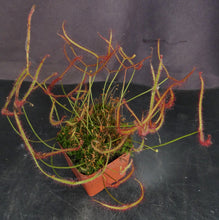 Load image into Gallery viewer, Drosera binata