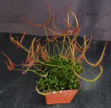 Load image into Gallery viewer, Drosera binata