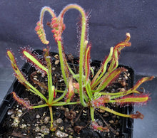 Load image into Gallery viewer, Drosera capensis