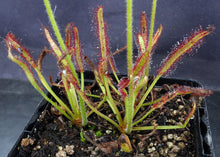 Load image into Gallery viewer, Drosera capensis