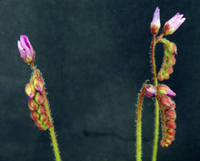 Load image into Gallery viewer, Drosera capensis