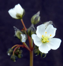 Load image into Gallery viewer, Drosera binata
