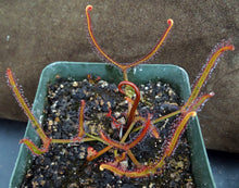 Load image into Gallery viewer, Drosera binata