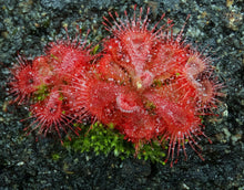 Load image into Gallery viewer, Drosera burmanii *Big Clump*