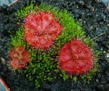 Load image into Gallery viewer, Drosera burmanii *Big Clump*