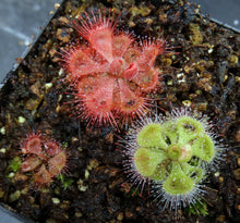 Load image into Gallery viewer, Drosera burmanii *Big Clump*