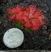 Load image into Gallery viewer, Drosera burmanii *Big Clump*