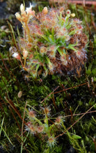Load image into Gallery viewer, Drosera enodes "Scott's River"