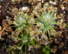 Load image into Gallery viewer, Drosera enodes "Scott's River"