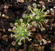 Load image into Gallery viewer, Drosera enodes "Scott's River"