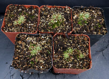 Load image into Gallery viewer, Drosera enodes "Scott's River"