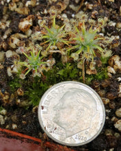Load image into Gallery viewer, Drosera enodes "Scott's River"