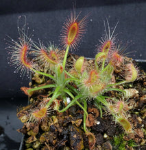 Load image into Gallery viewer, Drosera scorpioides