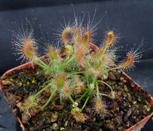 Load image into Gallery viewer, Drosera scorpioides