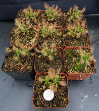 Load image into Gallery viewer, Drosera scorpioides