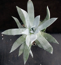 Load image into Gallery viewer, Dudleya brittonii