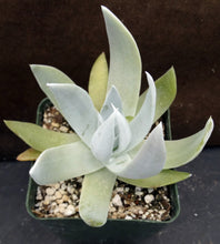 Load image into Gallery viewer, Dudleya brittonii